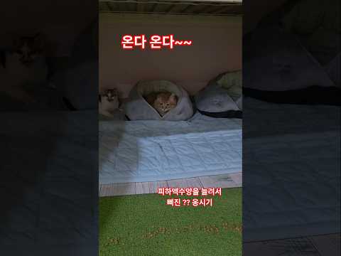 온다 온다~옹시기~ #용식이할배