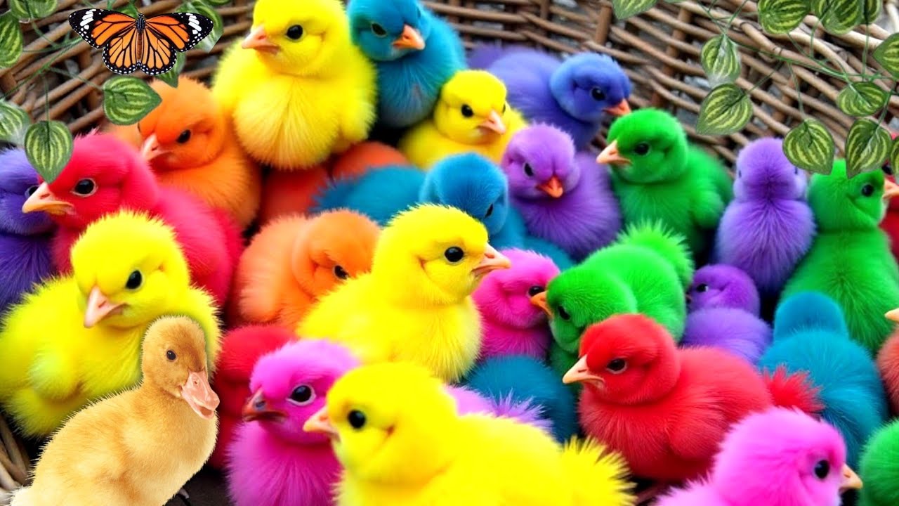 Ayam Lucu, ayam warna warni, ayam rainbow, kelinci lucu, bebek lucu, ikan koi, Hewan Lucu 🐤🐣