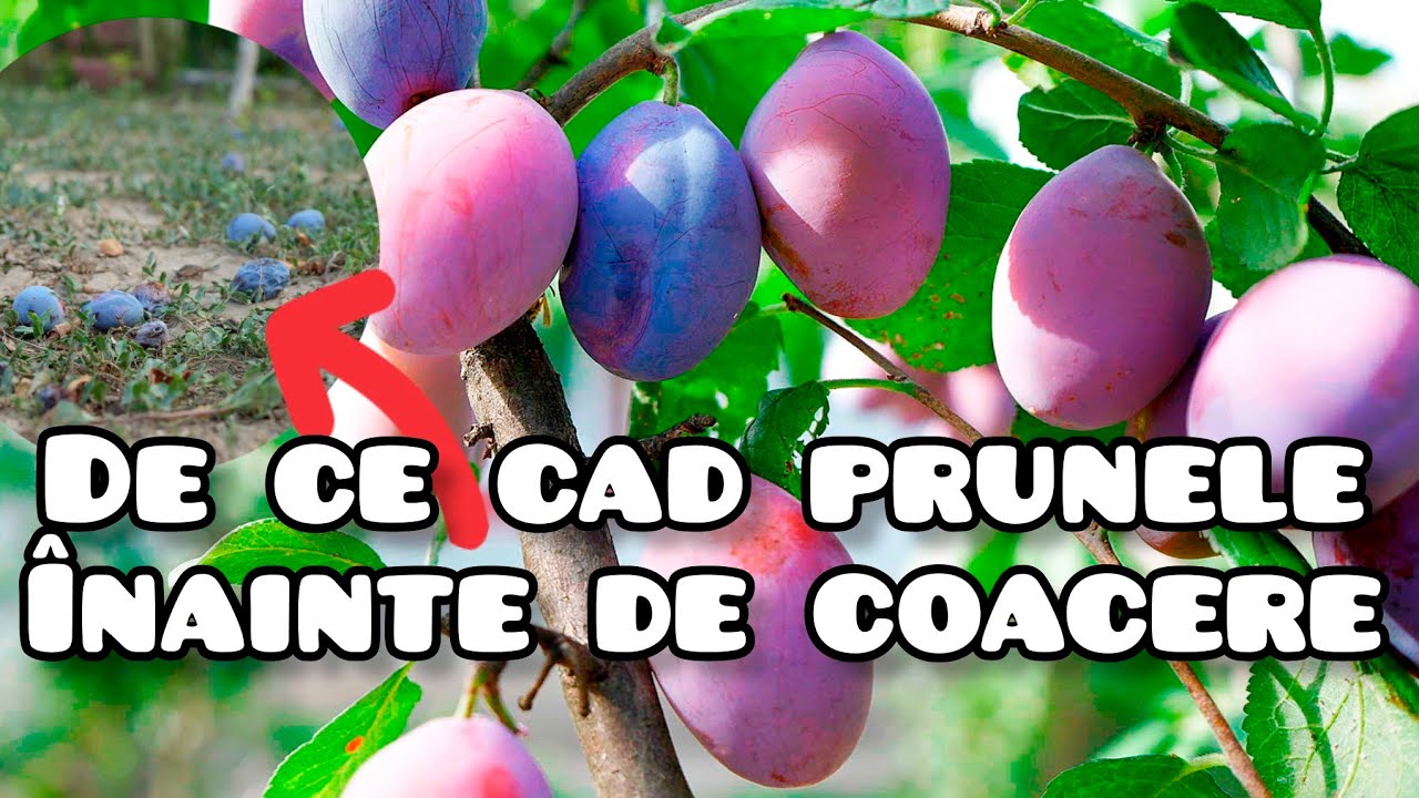 Află cum să eviți căderea prunelor Cele mai bune sfaturi pentru o recoltă bogată