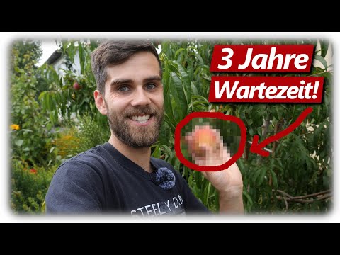 Video: Pfirsiche ernten - Wie und wann sollte ein Pfirsich geerntet werden?