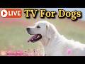 24/7 Dog TV & Calming Music for Anxiety 🐶