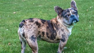 Why Is My French Bulldog Throwing Up? 🐶🤢 (Must-Know Causes & Fixes!)