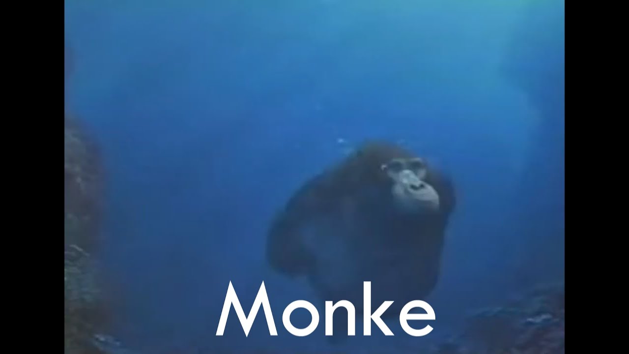 swimming monke, swimming monkey, monkey meme, monke, monke meme, swimmi...
