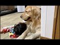 自分が寝かしつけた自覚から、まるで母のような行動を取る愛犬