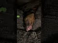 #doberman #охрана #puppy #funny #доберман #animals #рекомендации #recommended