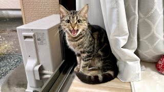 台風の怖さに猫が家の中でもビビりすぎてこうなりましたw