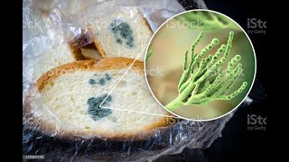 Mikroskopické Houby Pro 1 A8