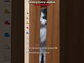 Ranking funny jealous cat #ranking #cat #shortsfeed