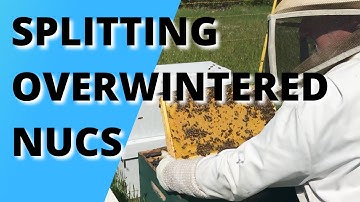 Splitting overwintered nucs
