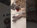 A Day in Wesley’s life #cat #ragdoll #ragdolls #pets #catvideos #catshorts #catlife #catlovers #fyp