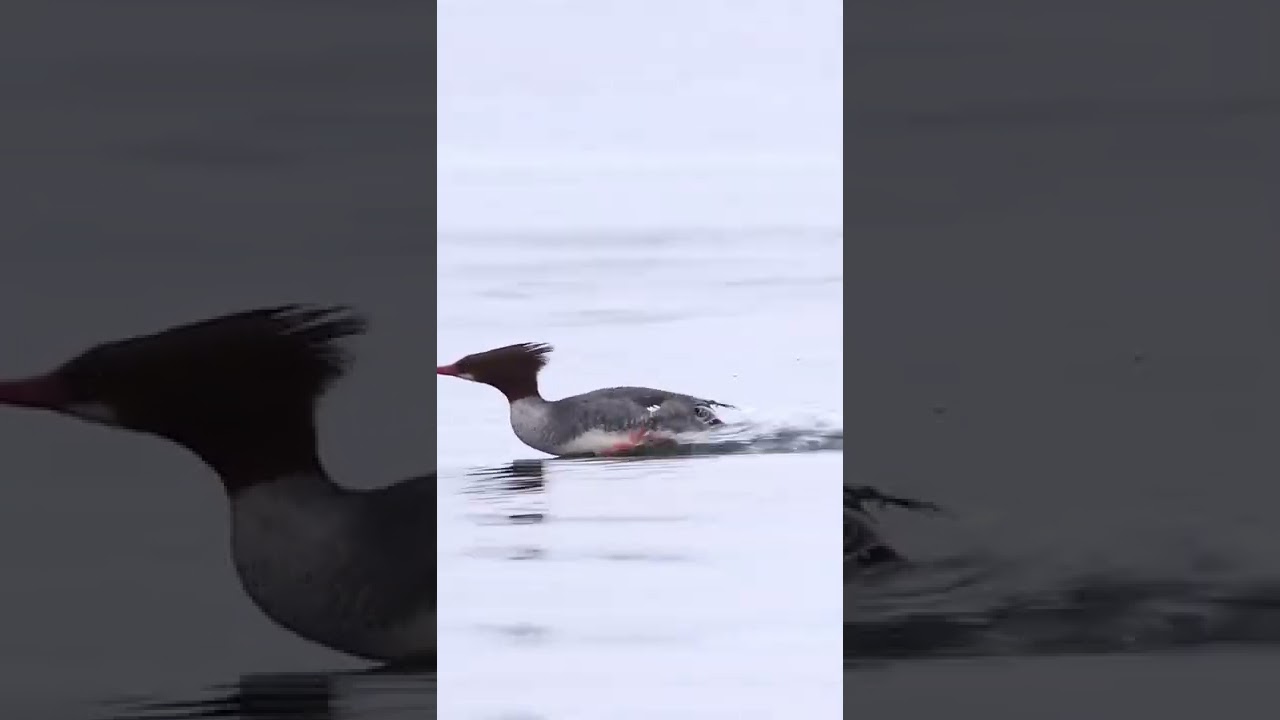 A Merganser Getting Out Of Dodge WhatsApp Status Video ||