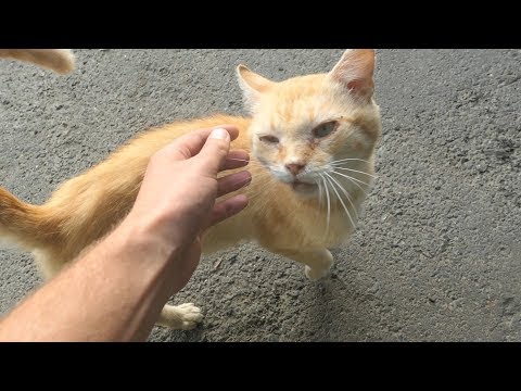 Old cat always meows when he sees me