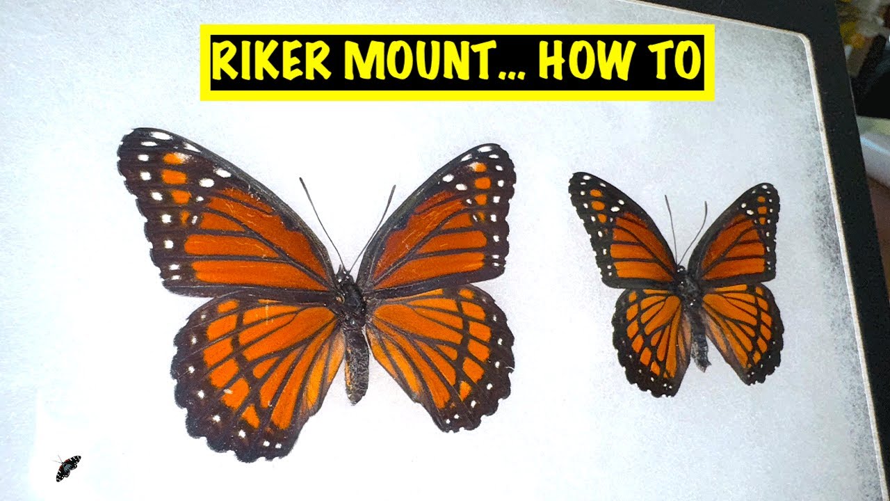 HOW TO MOUNT A BUTTERFLY IN A RIKER MOUNT DISPLAY CASE - YouTube