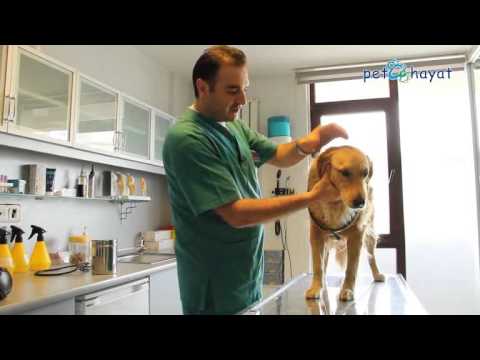 Video: Köpeklerde Deri Darbeleri (Granülomatöz Dermatozlar)