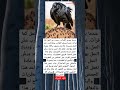 عندما يمرض الغراب يبحث عن النمل كما قرأت عندما يمرض الغراب يحط قرب عش النمل ويبسط جناحيه
