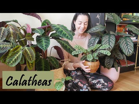 Vidéo: Calathea Winter Care - Comment hiverner une plante Calathea