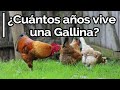 👉 Cuantos años vive una Gallina 🐔 How many years does a Hen live?