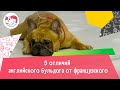 5 отличий английского бульдога от французского