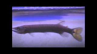 Freshwater Barracuda eating pellet