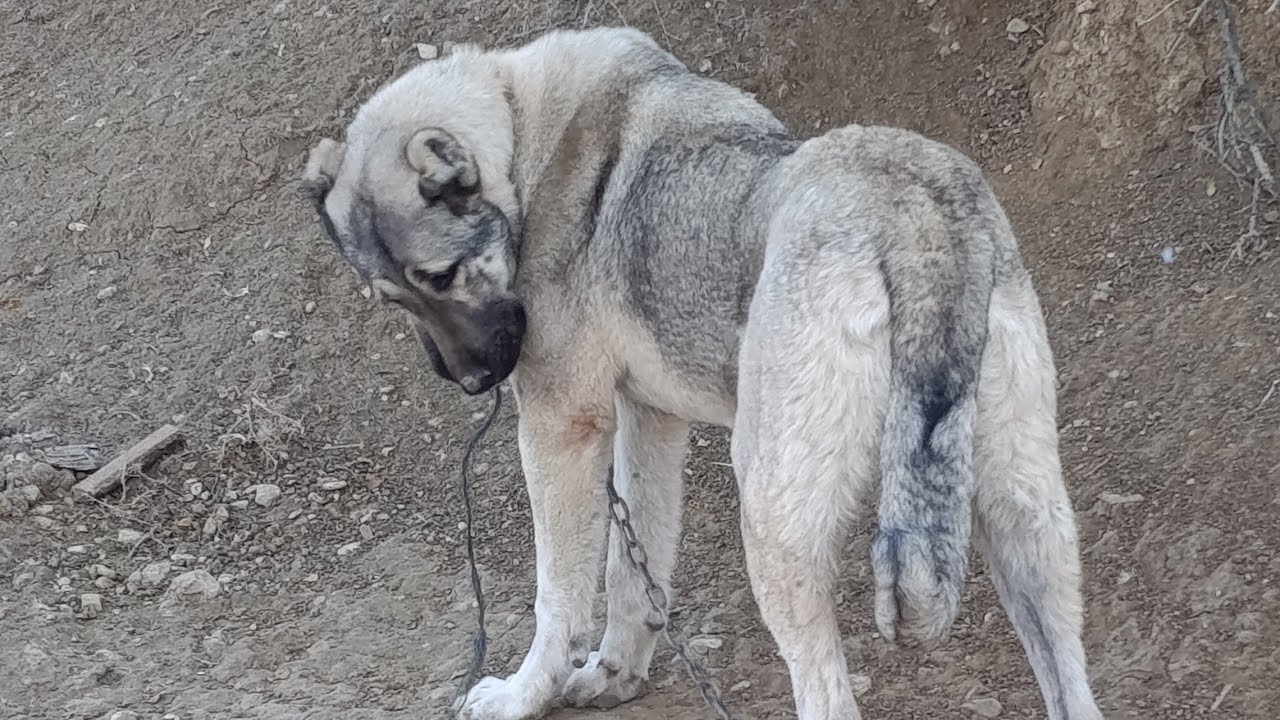 BEKLENEN EFSANELER YOLDA