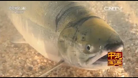 系列片走進琿春（4） 搶救大馬哈魚  【走遍中國 20151202】 - 天天要聞