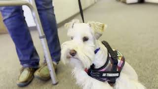 Miniature Schnauzer Public Access Training - SERVICE DOG CANDIDATE - AVAILABLE! by Lani Larson 923 views 1 year ago 5 minutes, 13 seconds