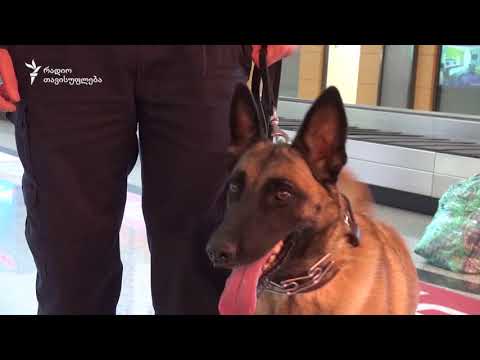 ძაღლები, რომლებიც „მუშაობენ“