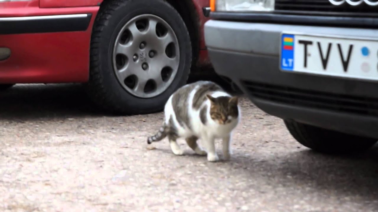 Sony 7 Slt Sony Dt 16 50mm F 2 8 Ssm Lens Video Sample Youtube