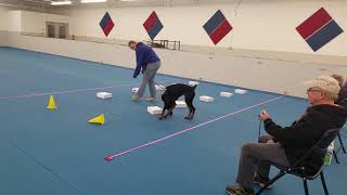 Luna AKC Nosework Trial 2 10-28-18 Novice A containers