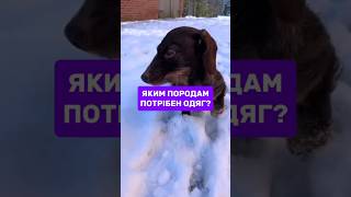 Яким породам собак потрібен одяг?