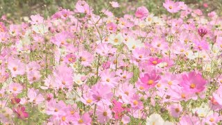 '가을 정취'…분홍빛으로 물든 하동 북천면 / 연합뉴스TV (YonhapnewsTV) screenshot 3