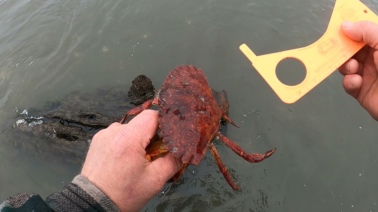 Wading for Dungeness Crab episode 2 YouTube
