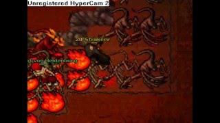 Tibia Celesta Striikeer And Gnieewnik Hunt's dragons