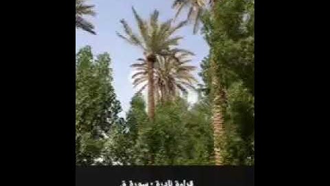 قراءة نادرة : سورة ق - للشيخ عبدالمحسن العبيكان - حفظه الله