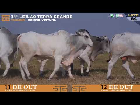 LOTE 084