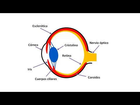 Video: La anatomía del ojo de un gato