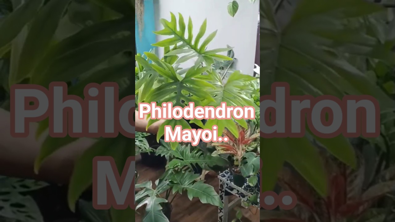 Philodendron Mayoi Care Tips 🌿 | Easy Guide to Grow a Healthy Tropical Climber Indoors✨️🍀