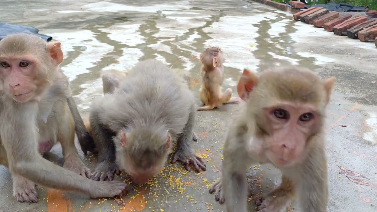 गोपी बहु मोटा भाई एमजी और चंगू मंगू सभी साथ मिलकर आए लड्डू खाने चंगू मंगू और बांगो में हुई लड़ाई