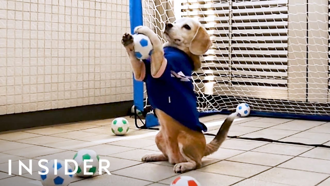 Dog Goalie Earned 3 Guinness World Records YouTube