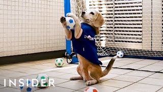 Dog Goalie Earned 3 Guinness World Records