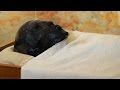 King Tut DNA Analysis Insights