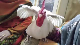 Desi Roster zibah by anaya/Desi Chicken roster cut video