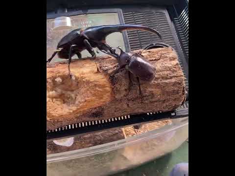 カブトムシ対ヘラクレスオオカブト