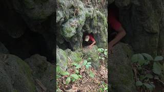 Catching wild chickens in a haunted cave #animals #nature #videoshort