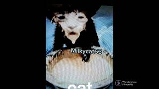 milky cat