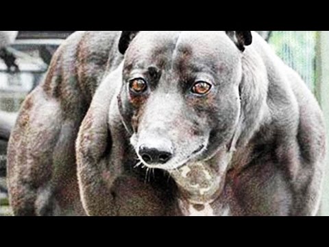 Video: In China, Genetics Have Created Superdogs With Weightlifting Muscles - Alternative View