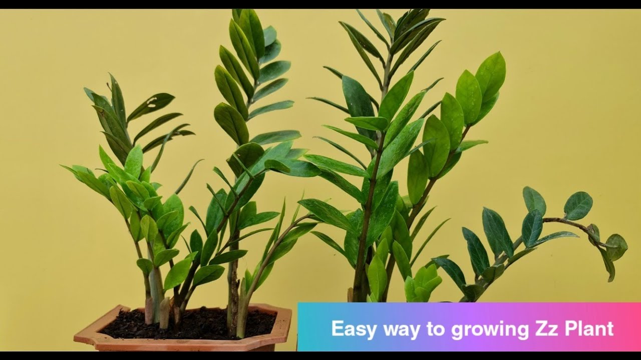 Growing Zz Plant from cutting is the Easy way for plant YouTube