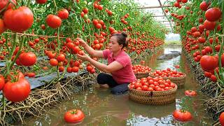 TIMELAPSE -- Harvesting Tons Of Tomatoes And Taking Them To Market For Sale, Building The Farm