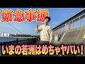【若洲海浜公園】3日間サビキ調査を実施！若洲を含めGWはどこに行くべきかが分かる