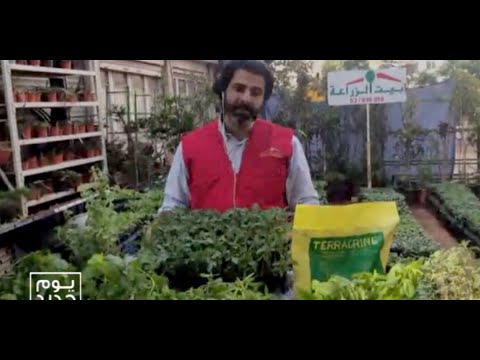فيديو: أصناف الطماطم ذات المناخ الدافئ - نصائح لزراعة الطماطم في المناخات الحارة